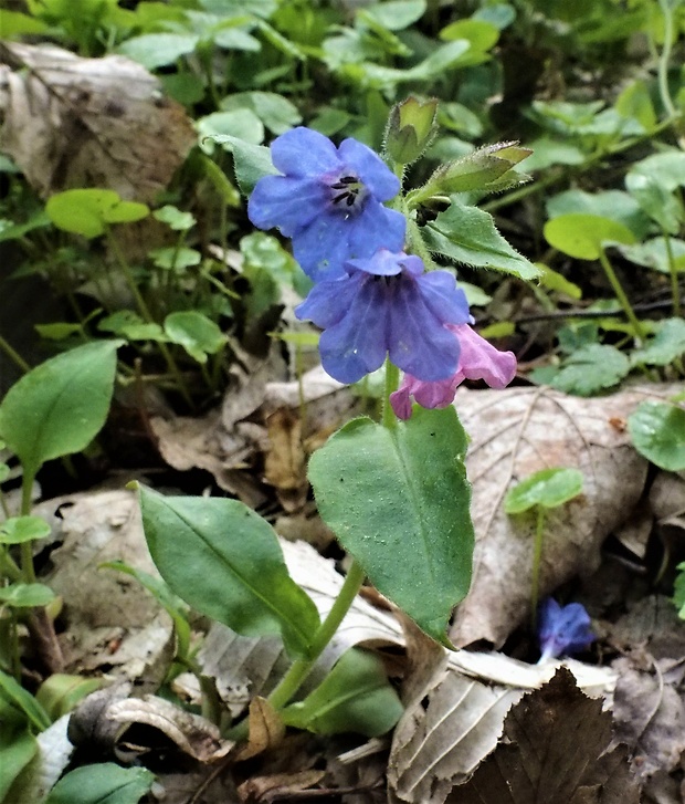 pľúcnik tmavý Pulmonaria obscura Dumort.