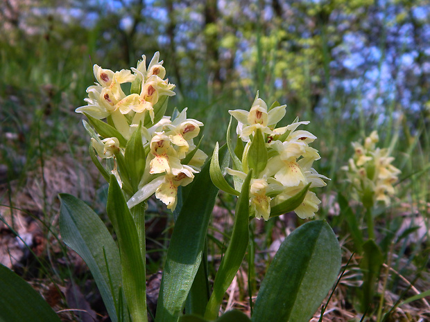 vstavačovec bazový Dactylorhiza sambucina (L.) Soó