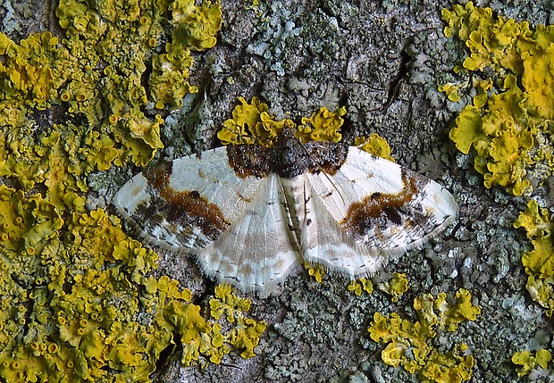 piadivka bršlenová Ligdia adustata