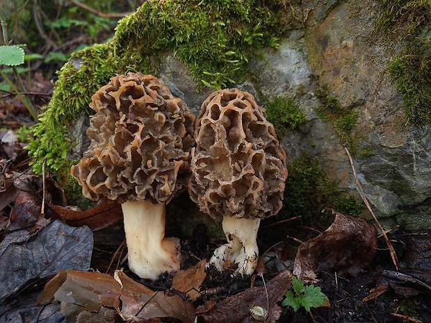 smrčok jedlý Morchella esculenta (L.) Pers.