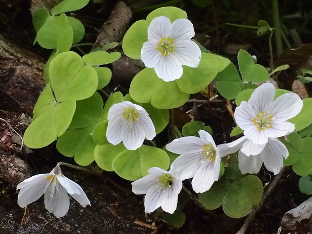 kyslička obyčajná Oxalis acetosella L.