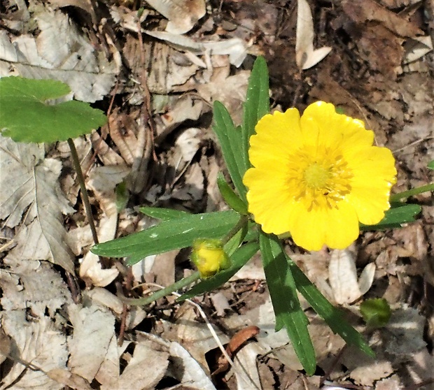 iskerník Ranunculus cassubicus auct. non L.: Soó (1964)