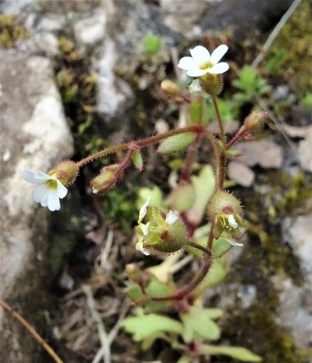 lomikameň trojprstý Saxifraga tridactylites L.