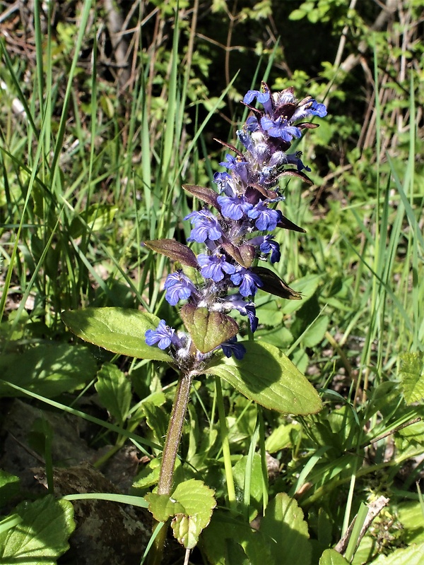 zbehovec plazivý Ajuga reptans L.