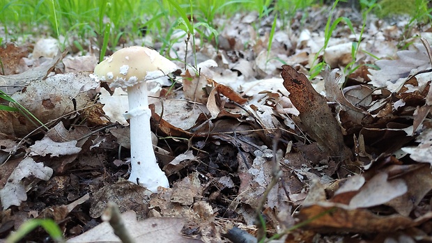 muchotrávka slamovožltá Amanita gemmata (Fr.) Bertill.