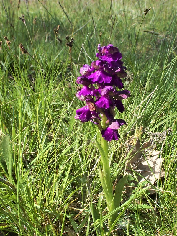 červenohlav obyčajný Anacamptis morio (L.) R. M. Bateman, A. M. Pringeon & M. W. Chase