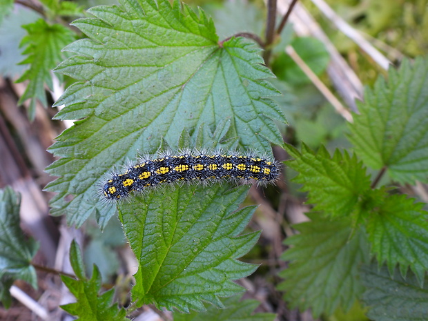 spriadač hluchavkový Callimorpha dominula