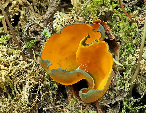 pohárovka ohnivá Caloscypha fulgens (Pers.) Boud.