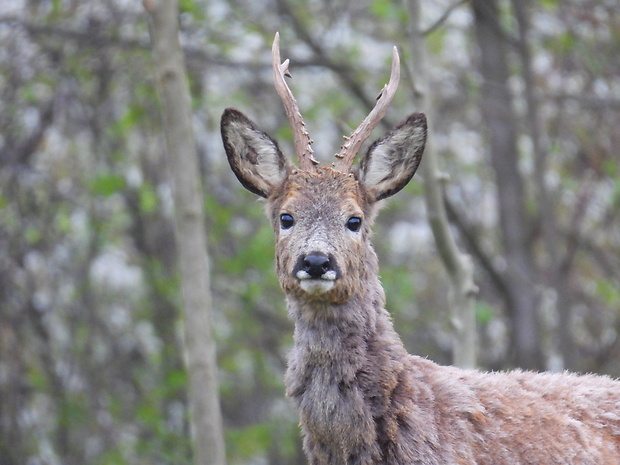 srnec lesný Capreolus capreolus