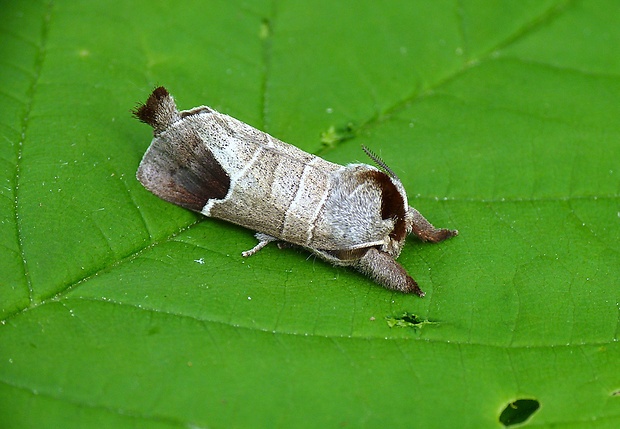 chochlatka hnedoškvrnná Clostera curtula