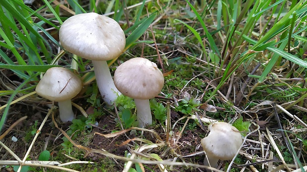 hodvábnica jarná Entoloma clypeatum (L.) P. Kumm.