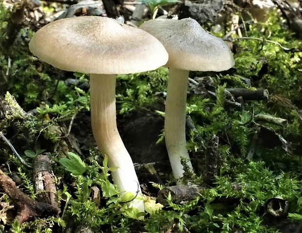 hodvábnica jarná Entoloma clypeatum (L.) P. Kumm.