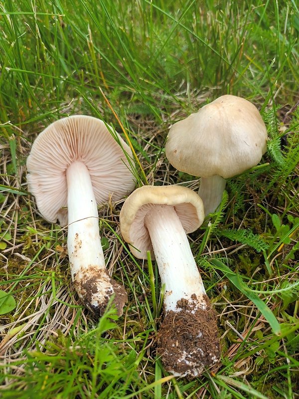 hodvábnica jarná Entoloma clypeatum (L.) P. Kumm.