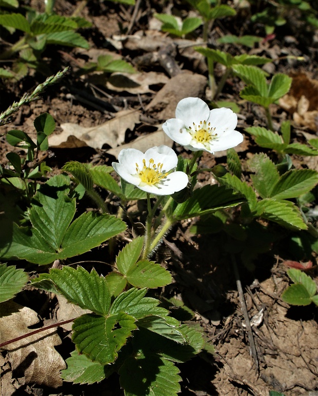 jahoda drúzgavicová Fragaria moschata (Duchesne) Weston