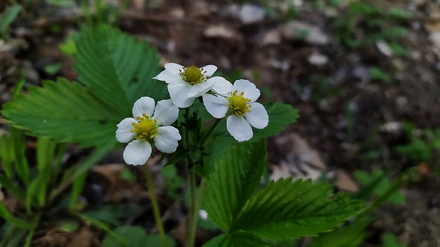 jahoda obyčajná Fragaria vesca L.