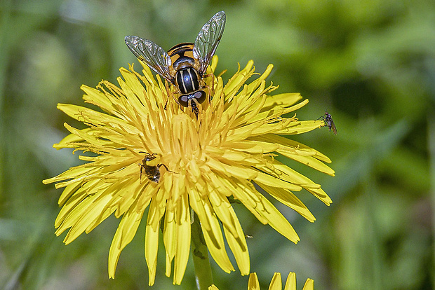 pestrica, včela a krúživka-samica Helophilus pendulus + ? + Rhamphomyia longipes