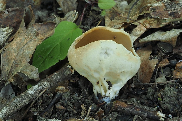 chriapač kalíškovitý Helvella acetabulum (L.) Quél.