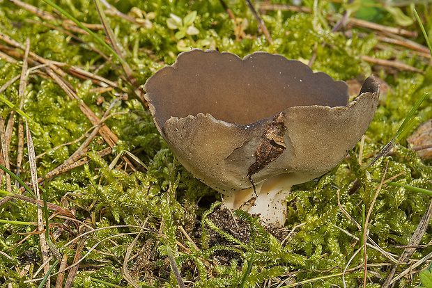 chriapač Helvella sp.