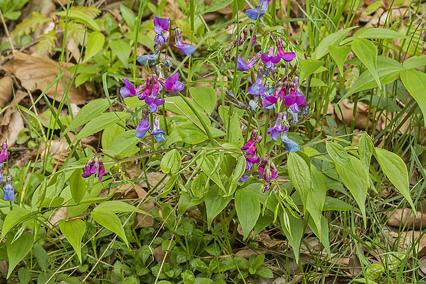 hrachor jarný Lathyrus vernus (L.) Bernh.