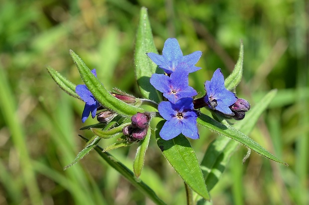 kamienka modropurpurová Lithospermum purpurocaeruleum L.