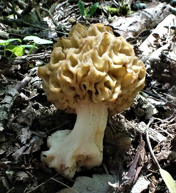 smrčok jedlý Morchella esculenta (L.) Pers.