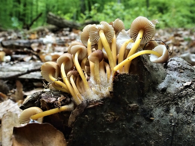 prilbička žltohlúbiková Mycena renati Quél.