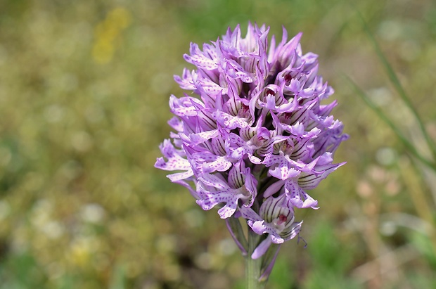 neotinea trojzubá Neotinea tridentata (Scop.) R. M. Bateman, Pridceon et M. W. Chase