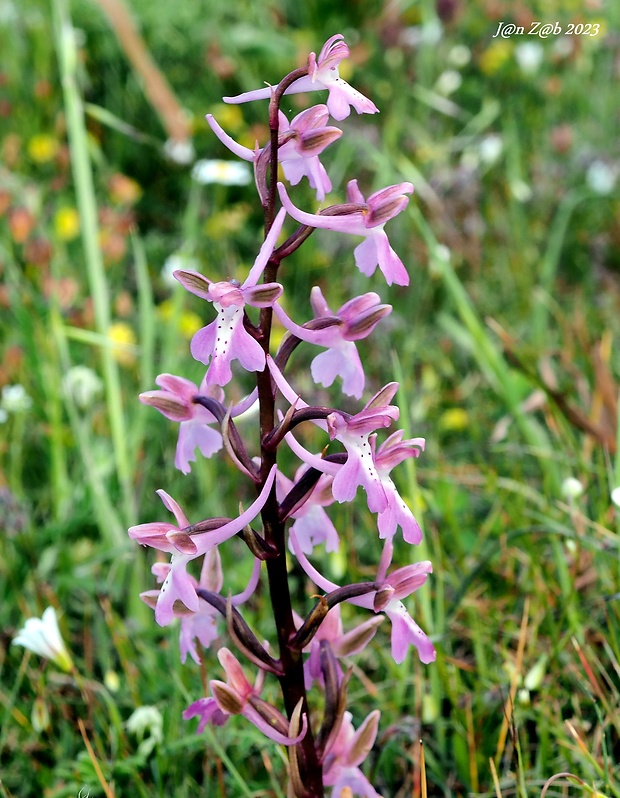 vstavač Orchis anatolica subsp. sitiaca Renz