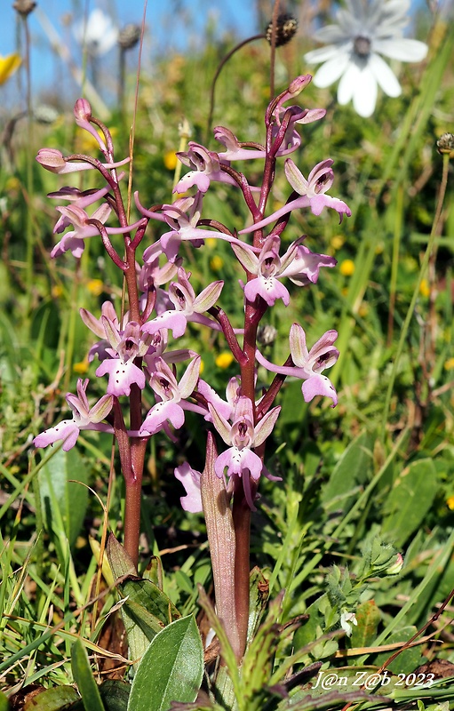 vstavač Orchis anatolica subsp. sitiaca Renz