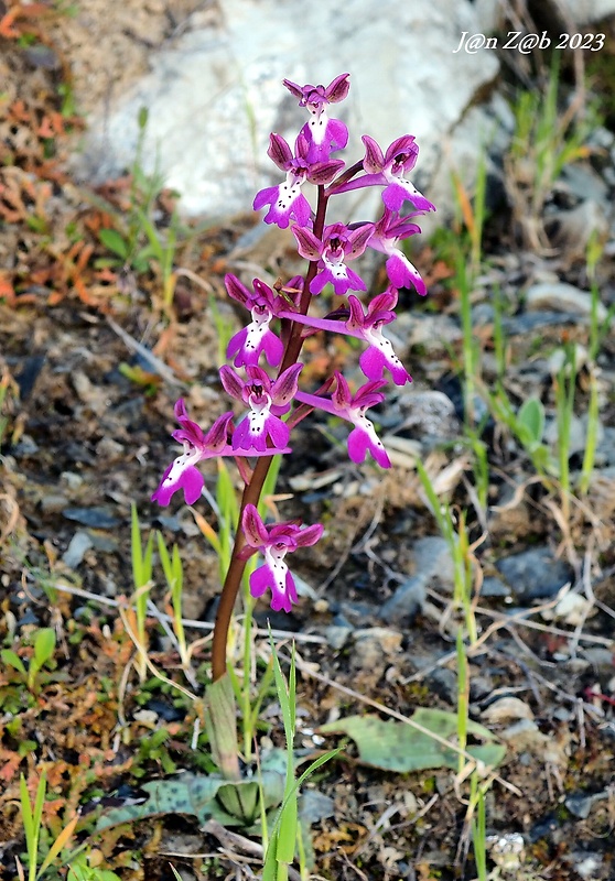 vstavač Orchis anatolica Boiss.