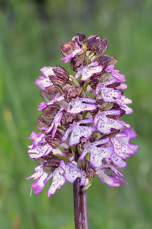 vstavač purpurový Orchis purpurea Huds.