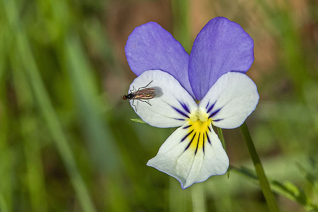 krúživka Rhamphomyia (Aclonempis) longipes (Meigen, 1804)