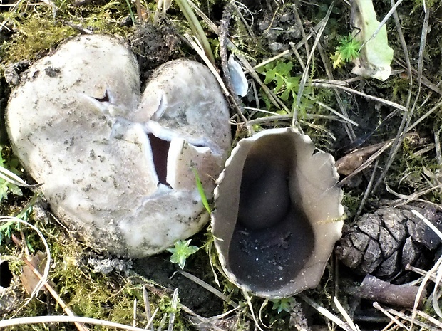 tulipánovka fialová Sarcosphaera coronaria (Jacq.) J. Schröt.