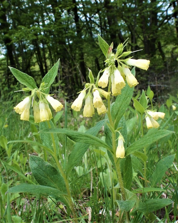 kostihoj hľuznatý Symphytum tuberosum L.