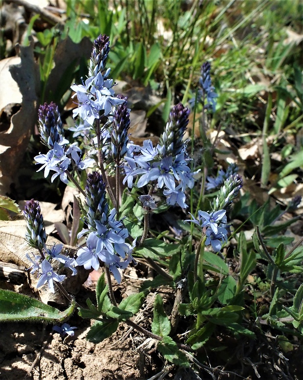 veronika rozprestretá Veronica prostrata L.