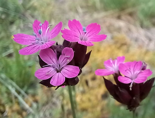 klinček kartuziánsky Dianthus carthusianorum L.