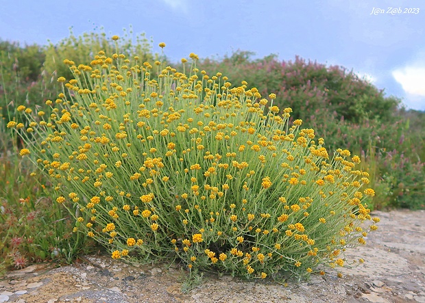 Helichrysum conglobatum  (Viv.) Steud.