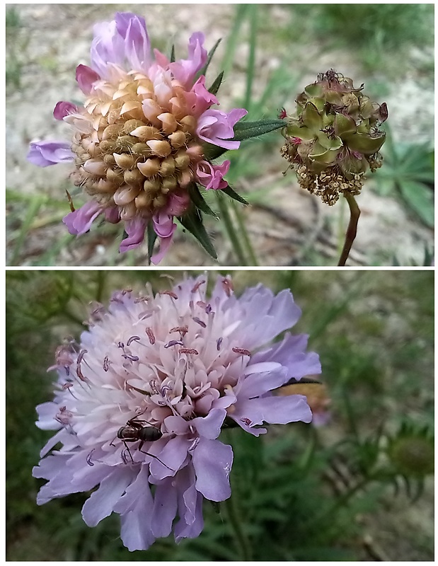 chrastavec roľný Knautia arvensis (L.) Coult.