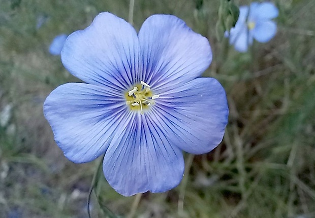 ľan rakúsky Linum austriacum L.