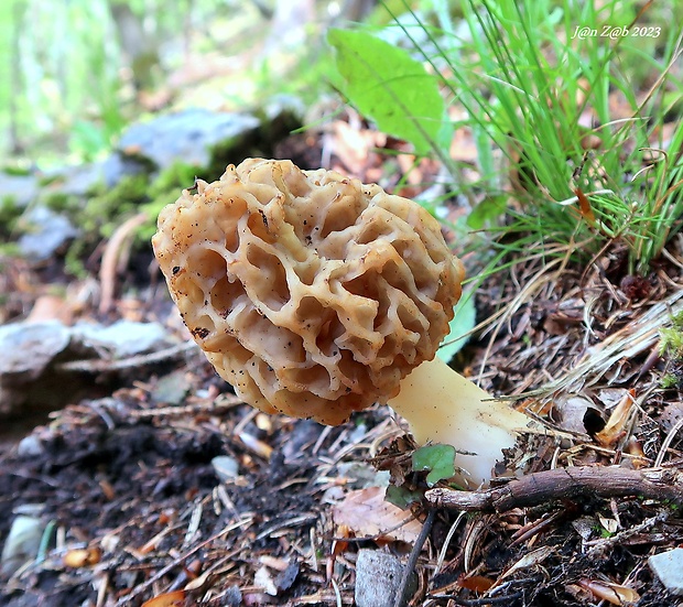 smrčok jedlý Morchella esculenta (L.) Pers.