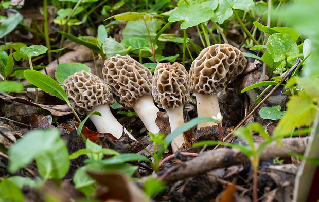 smrčok jedlý Morchella esculenta (L.) Pers.