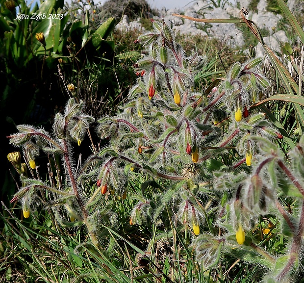 rumenica grécka Onosma graeca Boiss.