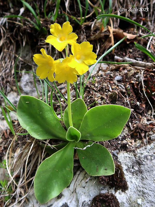 prvosienka holá Primula auricula L.