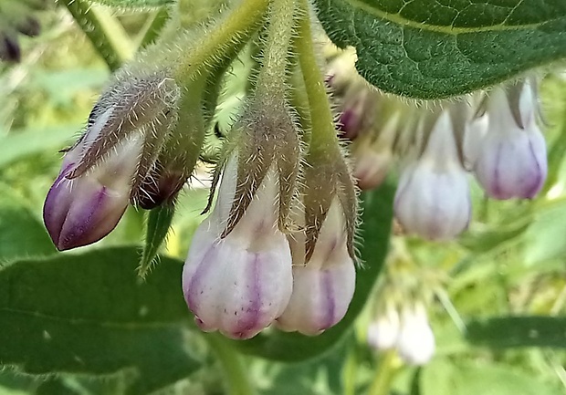 kostihoj lekársky Symphytum officinale L.