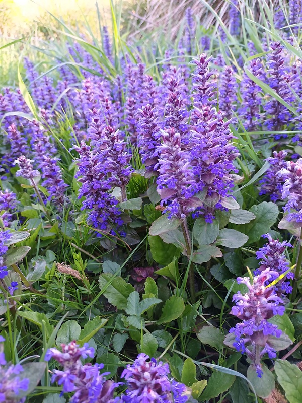 zbehovec plazivý Ajuga reptans L.