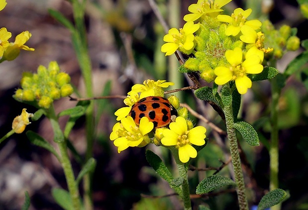 tarica kopcová brymova Alyssum montanum subsp. brymii Dostál