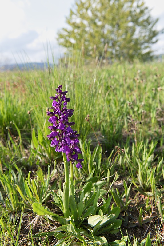 červenohlav obyčajný Anacamptis morio (L.) R. M. Bateman, A. M. Pringeon & M. W. Chase