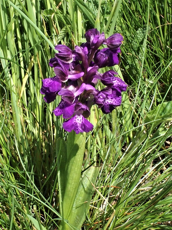 červenohlav obyčajný Anacamptis morio (L.) R. M. Bateman, A. M. Pringeon & M. W. Chase