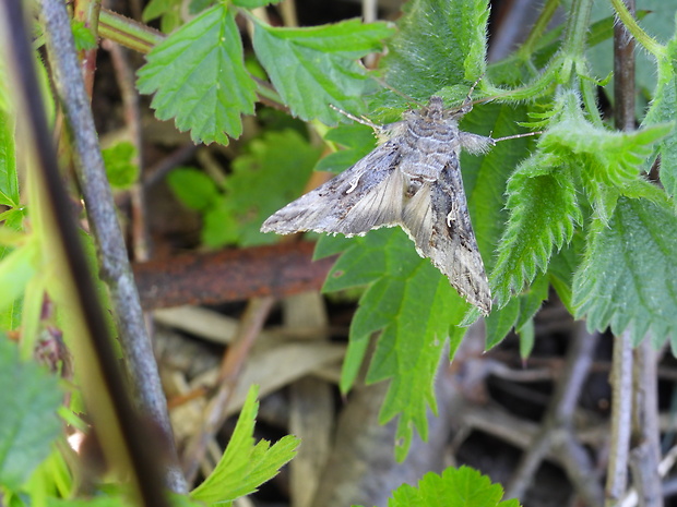 mora gama Autographa gamma