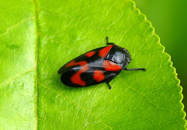 peniarka červená Cercopis vulnerata